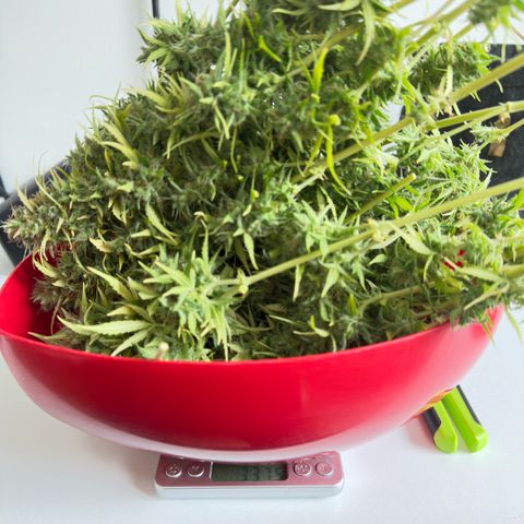 Bubble Gum growlog timeline photo