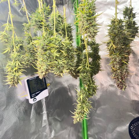 Bubble Gum growlog timeline photo