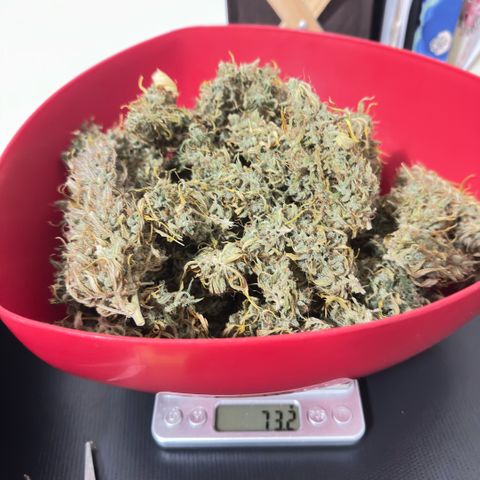 Bubble Gum growlog timeline photo