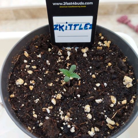 Zkittlez Auto growlog timeline photo