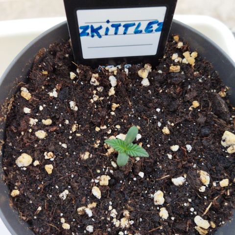 Zkittlez Auto growlog timeline photo
