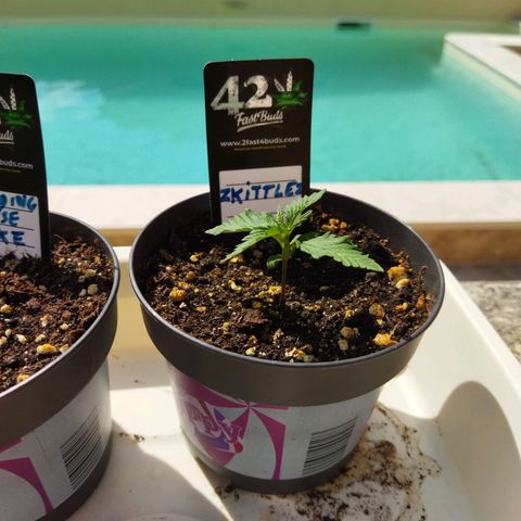 Zkittlez Auto growlog timeline photo