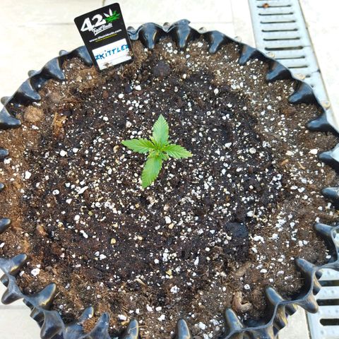 Zkittlez Auto growlog timeline photo