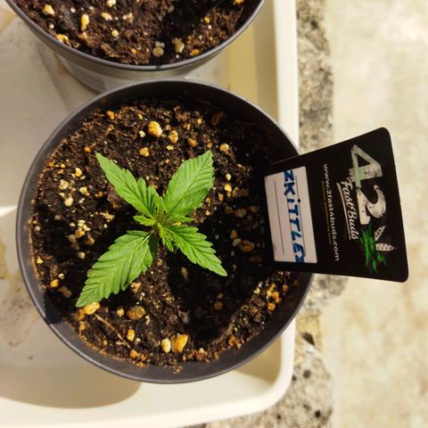 Zkittlez Auto growlog timeline photo