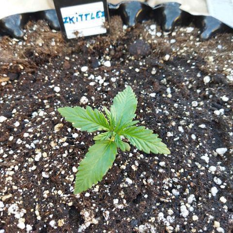 Zkittlez Auto growlog timeline photo