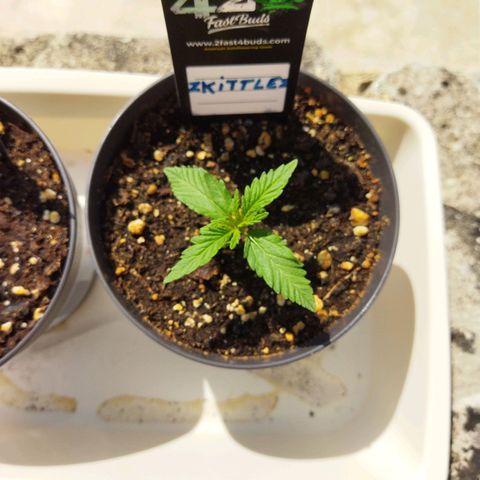 Zkittlez Auto growlog timeline photo