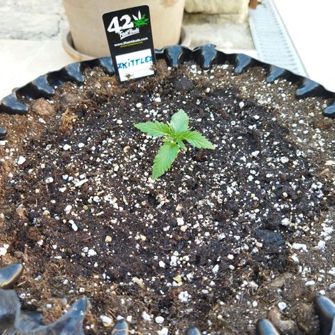 Zkittlez Auto growlog timeline photo