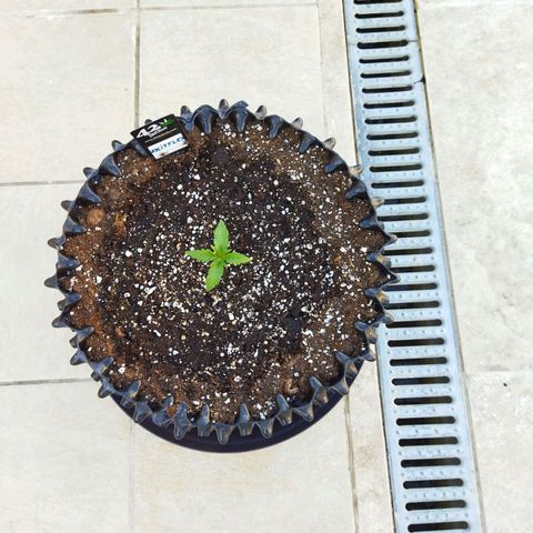 Zkittlez Auto growlog timeline photo