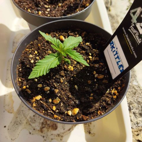 Zkittlez Auto growlog timeline photo