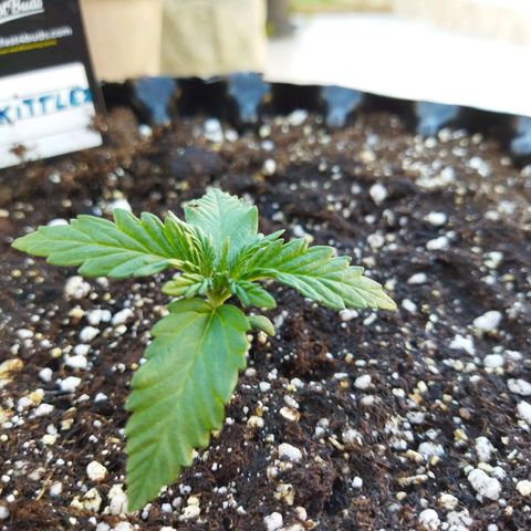 Zkittlez Auto growlog timeline photo