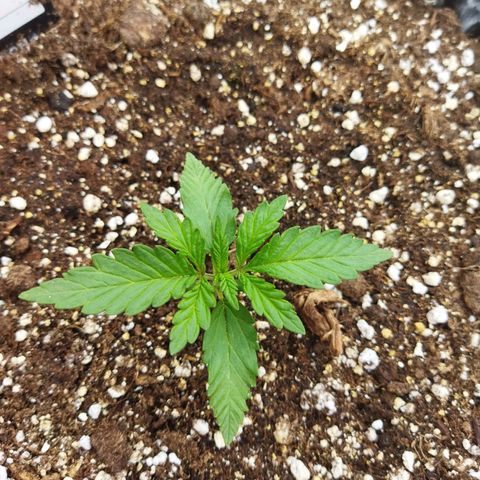 Zkittlez Auto growlog timeline photo