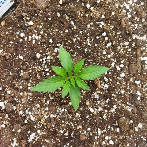 Zkittlez Auto growlog timeline photo
