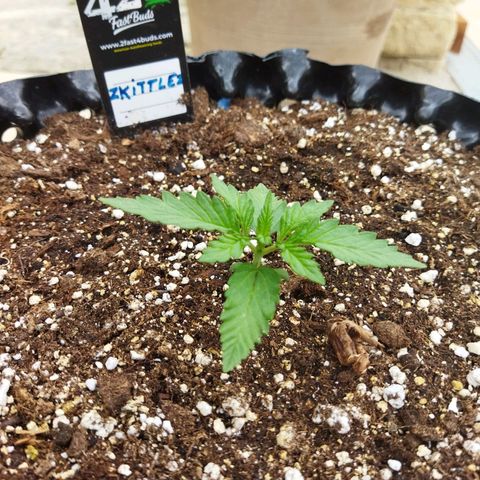Zkittlez Auto growlog timeline photo