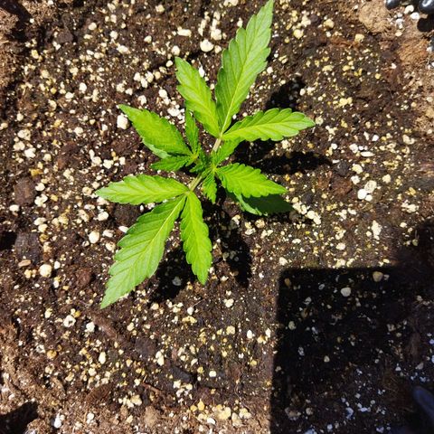 Zkittlez Auto growlog timeline photo