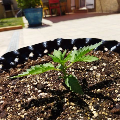 Zkittlez Auto growlog timeline photo