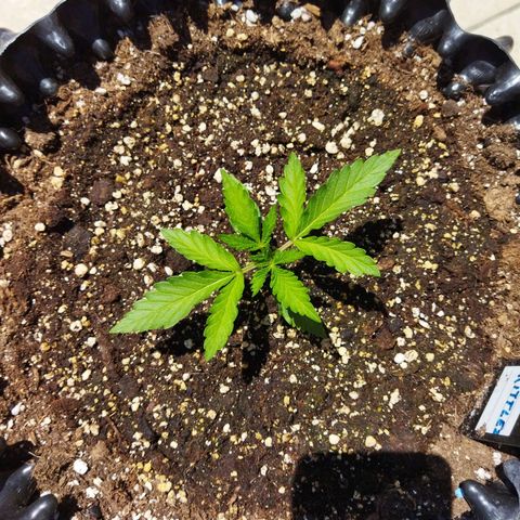 Zkittlez Auto growlog timeline photo