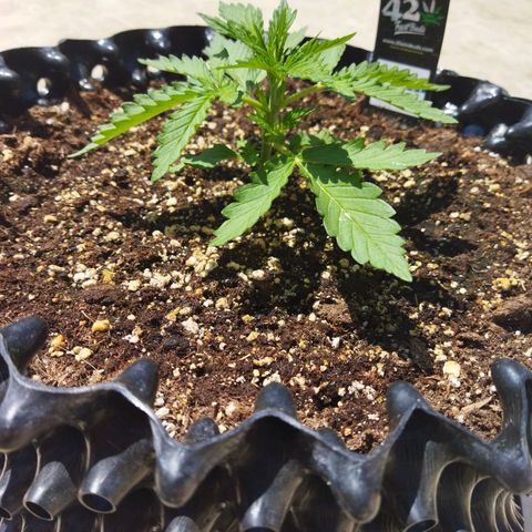 Zkittlez Auto growlog timeline photo