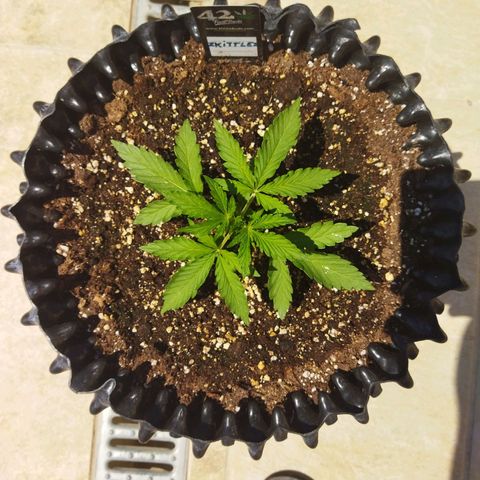 Zkittlez Auto growlog timeline photo