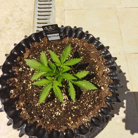 Zkittlez Auto growlog timeline photo