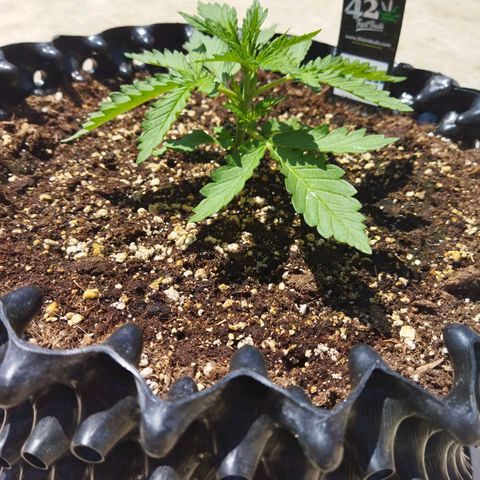 Zkittlez Auto growlog timeline photo