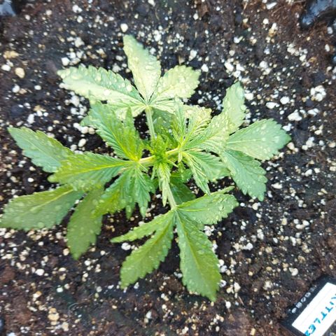 Zkittlez Auto growlog timeline photo