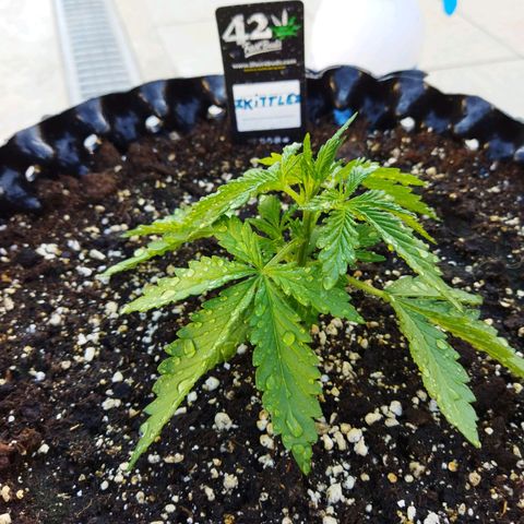 Zkittlez Auto growlog timeline photo