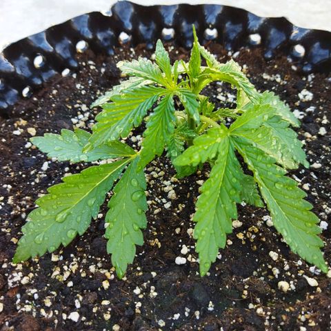 Zkittlez Auto growlog timeline photo