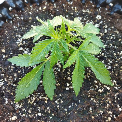 Zkittlez Auto growlog timeline photo