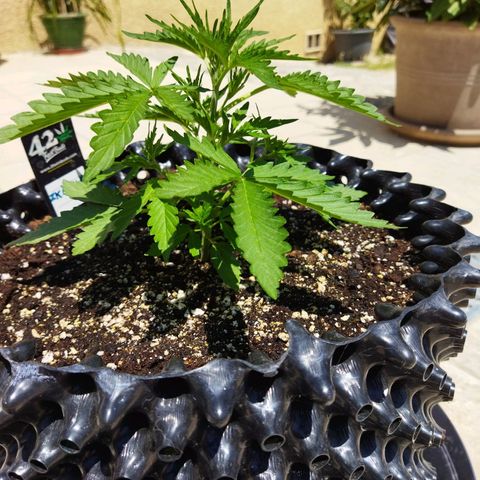 Zkittlez Auto growlog timeline photo