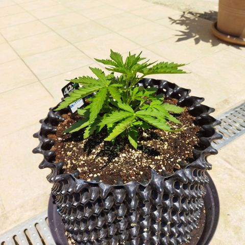 Zkittlez Auto growlog timeline photo