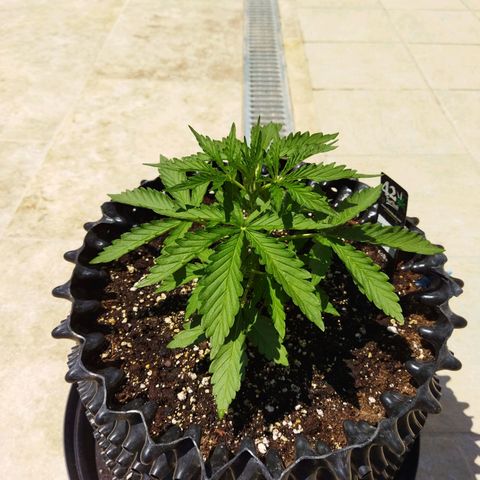 Zkittlez Auto growlog timeline photo