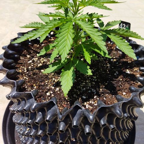 Zkittlez Auto growlog timeline photo