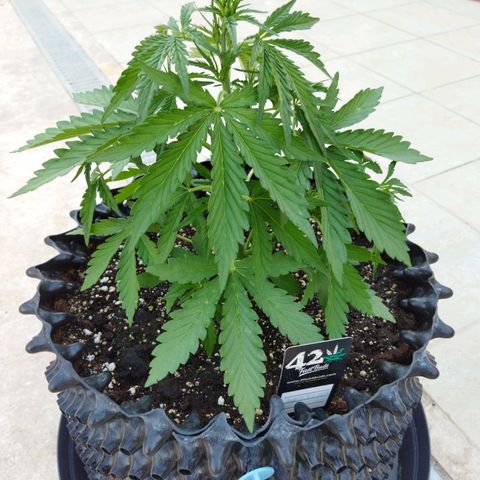 Zkittlez Auto growlog timeline photo