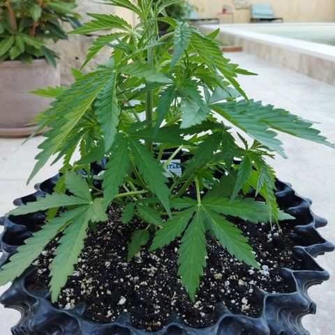 Zkittlez Auto growlog timeline photo