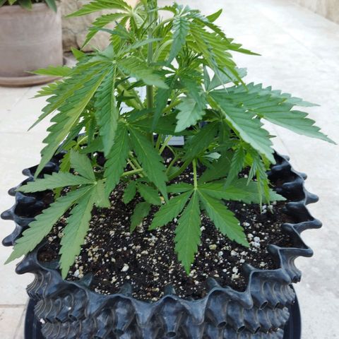 Zkittlez Auto growlog timeline photo