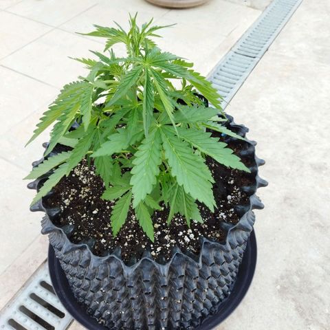 Zkittlez Auto growlog timeline photo