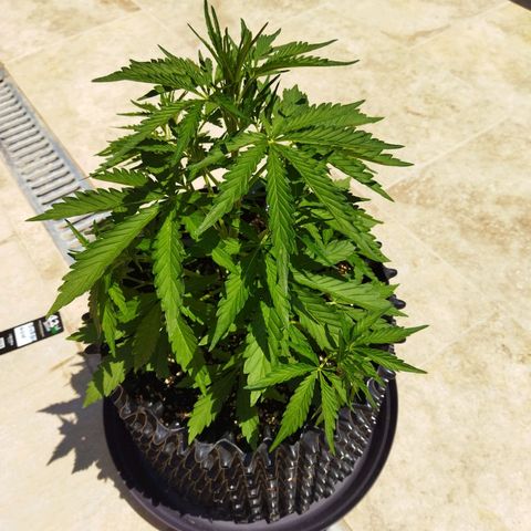 Zkittlez Auto growlog timeline photo