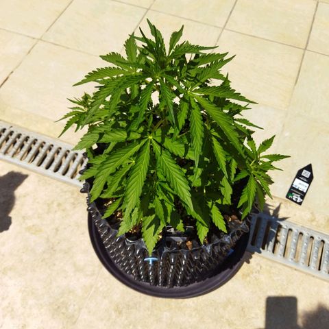 Zkittlez Auto growlog timeline photo
