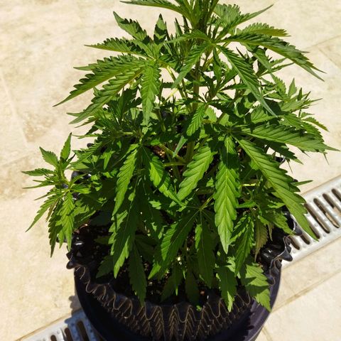 Zkittlez Auto growlog timeline photo