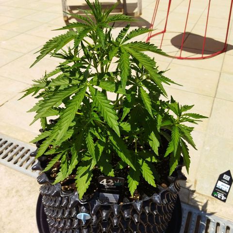 Zkittlez Auto growlog timeline photo
