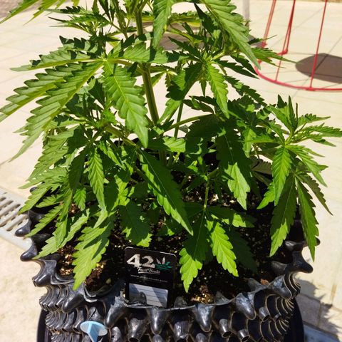 Zkittlez Auto growlog timeline photo