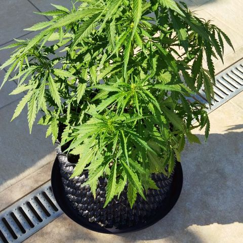 Zkittlez Auto growlog timeline photo