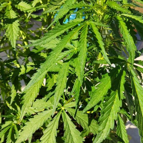 Zkittlez Auto growlog timeline photo