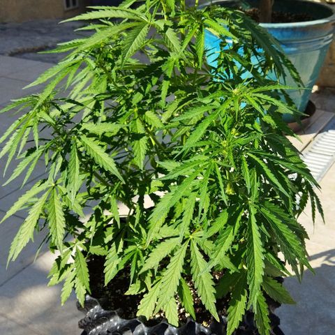 Zkittlez Auto growlog timeline photo