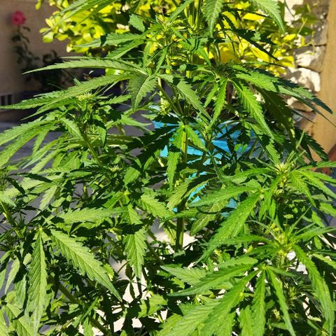 Zkittlez Auto growlog timeline photo