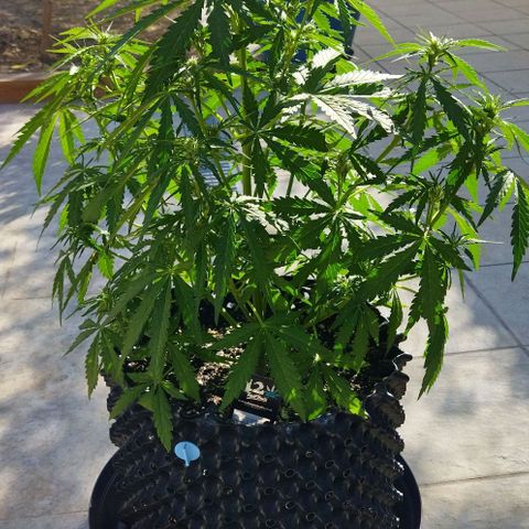 Zkittlez Auto growlog timeline photo