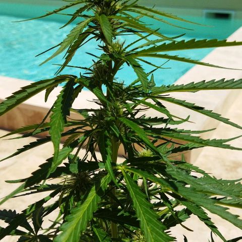 Zkittlez Auto growlog timeline photo