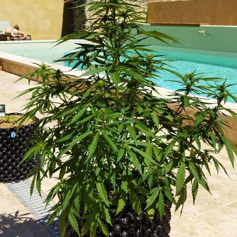 Zkittlez Auto growlog timeline photo