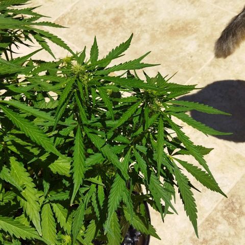 Zkittlez Auto growlog timeline photo