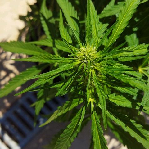 Zkittlez Auto growlog timeline photo